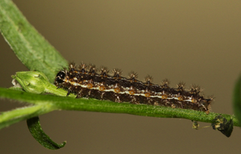 Pearl Crescent caterpillar